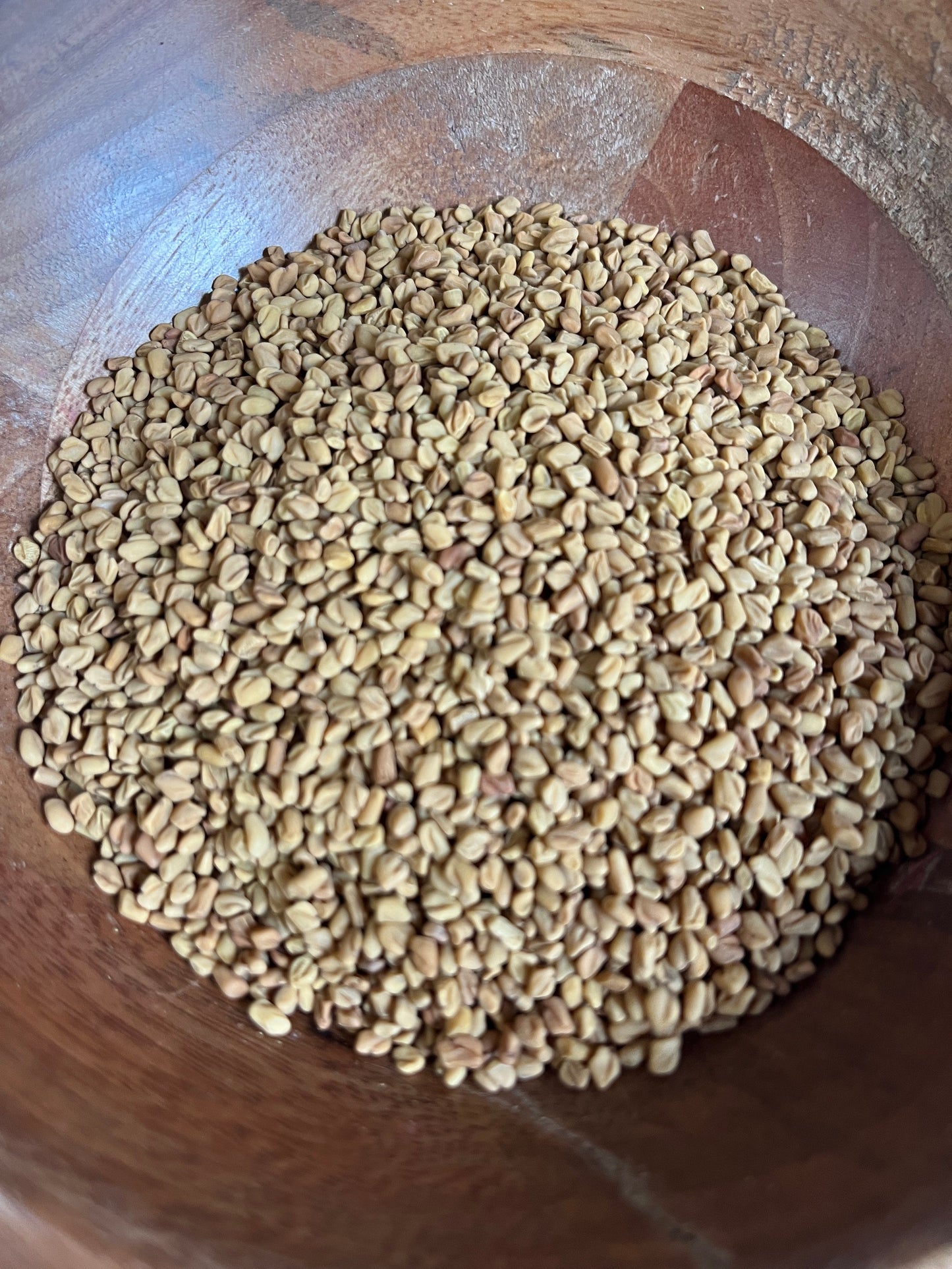 Fenugreek Seed (Trigonella foenum)